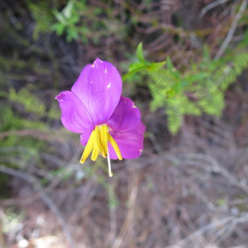Chironia melampyrifolia (Chironia melampyrifolia)