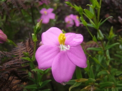 Chironia melampyrifolia (Chironia melampyrifolia)