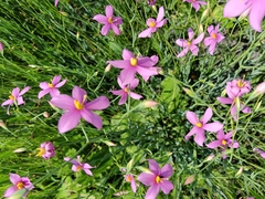 Cerise stars (Chironia palustris)