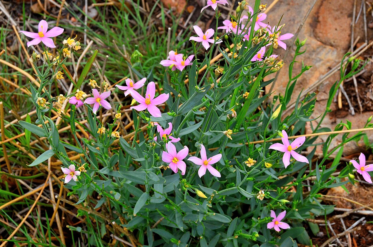 Cerise stars: Chironia palustris ssp. transvaalensis at Pretoria National Botanical Garden , South Africa