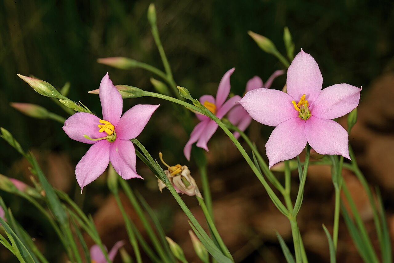Cerise stars: Chironia palustris subsp. transvaalensis , flowers; Pretoria National Botanical Garden, Pretoria, Gauteng, South Africa