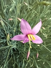 Cerise stars (Chironia palustris)