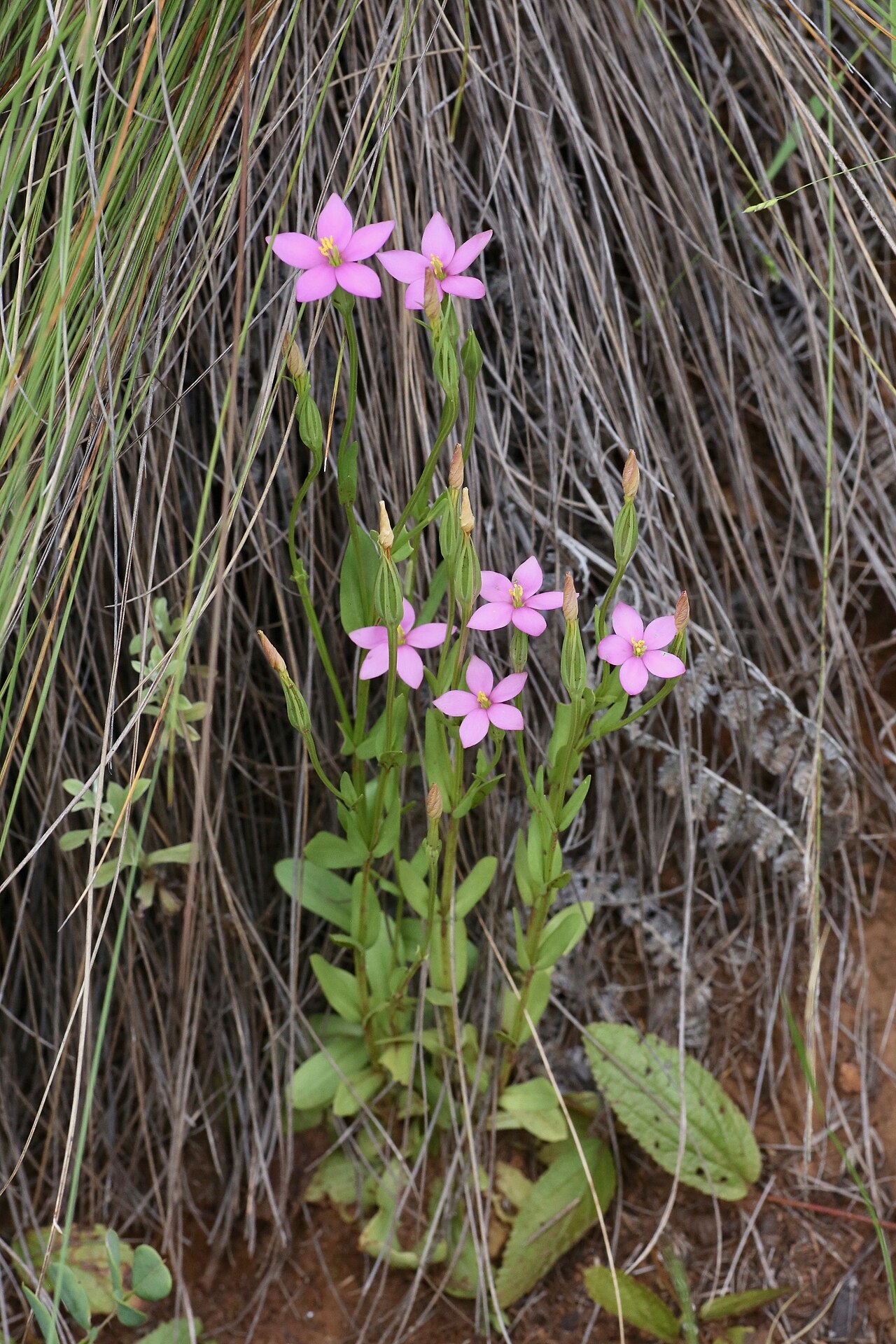 Cerise stars: South Africa, KwaZulu-Natal, Giants Castle Game Reserve.