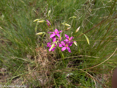 Cerise stars (Chironia palustris)