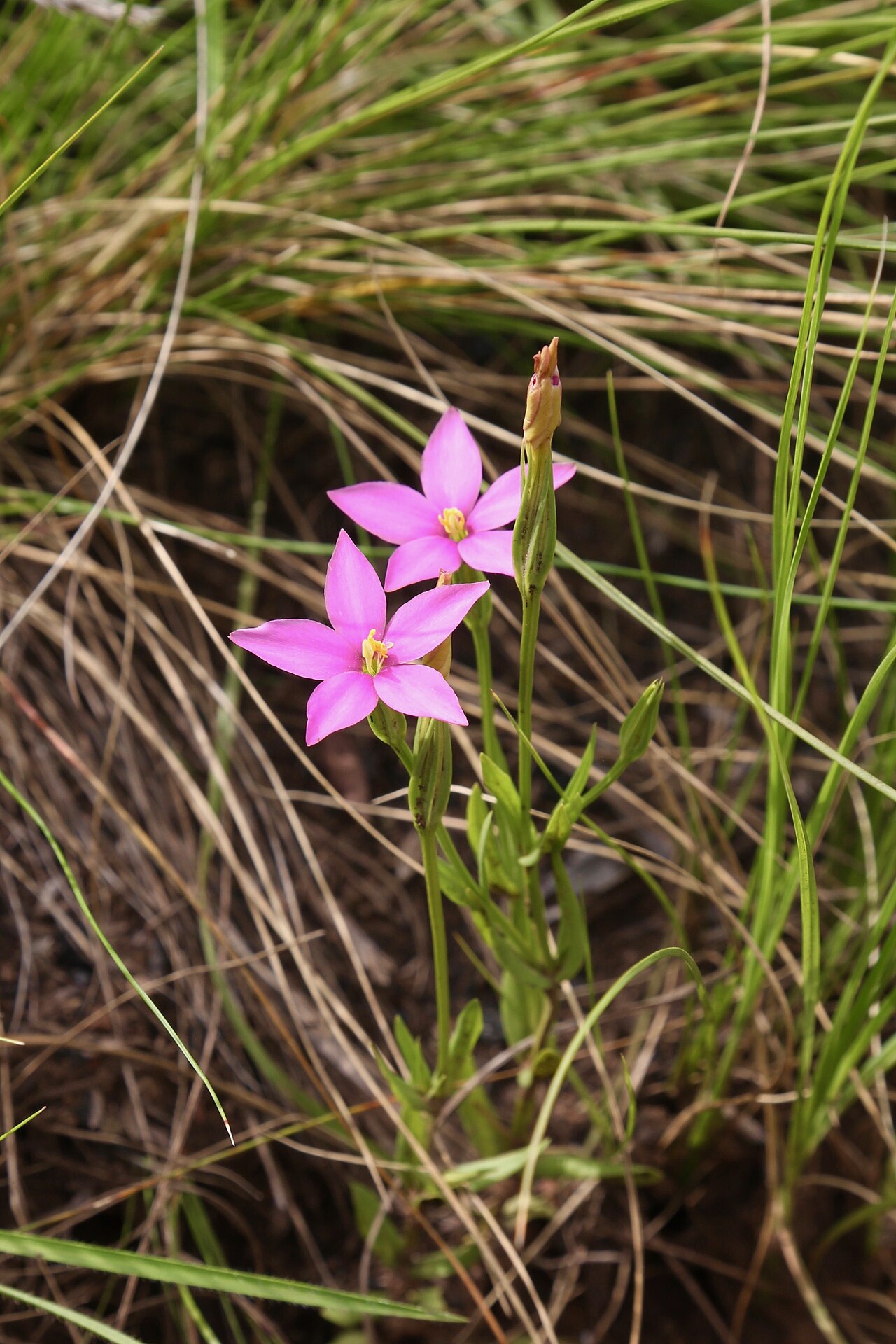 Cerise stars: South Africa, KwaZulu-Natal, Giants Castle Game Reserve.