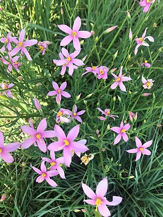 Cerise stars: Chironia palustris Burch. - near Heidelberg, Transvaal, South Africa