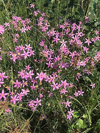Cerise stars: Chironia palustris Burch. - near Heidelberg, Transvaal, South Africa