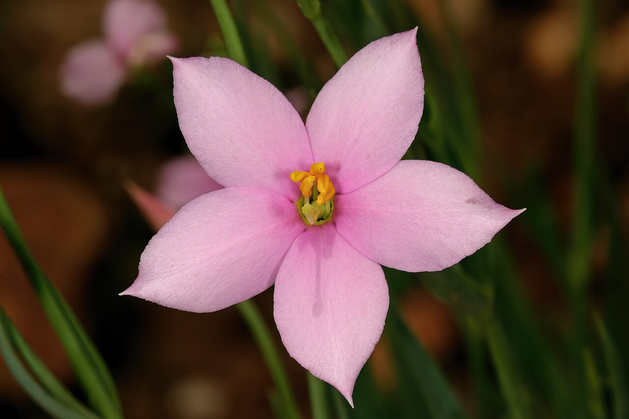 Cerise stars: Chironia palustris subsp. transvaalensis , flower; Pretoria National Botanical Garden, Pretoria, Gauteng, South Africa