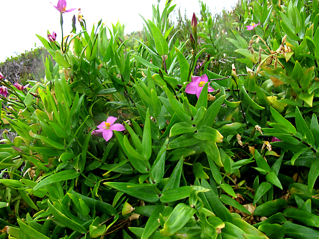 Chironia peduncularis (Chironia peduncularis)