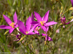 Dwarf chironia (Chironia purpurascens)