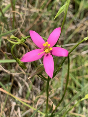 Dwarf chironia (Chironia purpurascens)