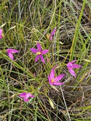 Dwarf chironia (Chironia purpurascens)