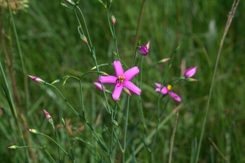Dwarf chironia (Chironia purpurascens)