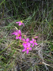 Dwarf chironia (Chironia purpurascens)