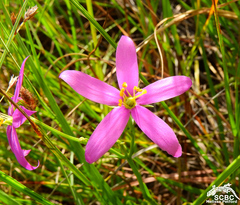 Dwarf chironia (Chironia purpurascens)