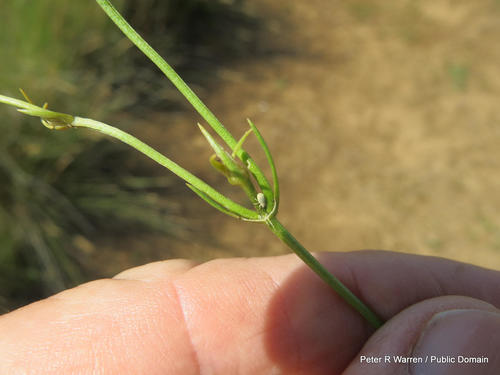 Dwarf chironia (Chironia purpurascens)