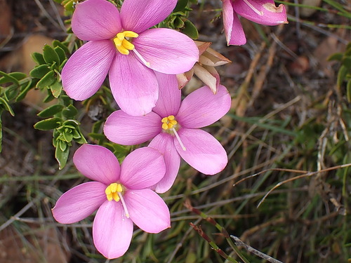 Chironia serpyllifolia (Chironia serpyllifolia)