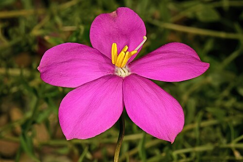 Coastal chironia: Chironia tetragona , flower; Kirstenbosch National Botanical Garden, Cape Town, Western Cape, South Africa