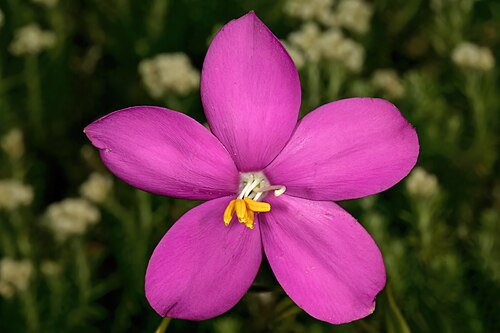 Coastal chironia: Chironia tetragona , flower; Kirstenbosch National Botanical Garden, Cape Town, Western Cape, South Africa