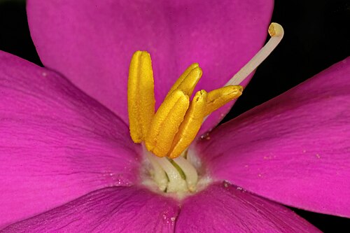 Coastal chironia: Chironia tetragona , detail of flower centre; Kirstenbosch National Botanical Garden, Cape Town, Western Cape, South Africa