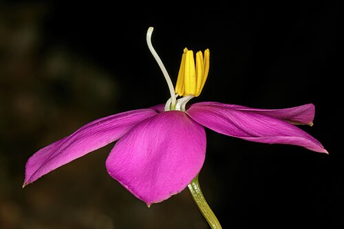 Coastal chironia: Chironia tetragona , flower; Kirstenbosch National Botanical Garden, Cape Town, Western Cape, South Africa