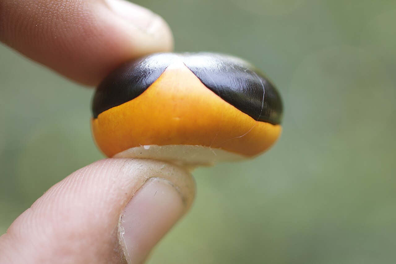 Chisocheton cumingianus: Photo taken in Manas Tiger Reserve, Assam