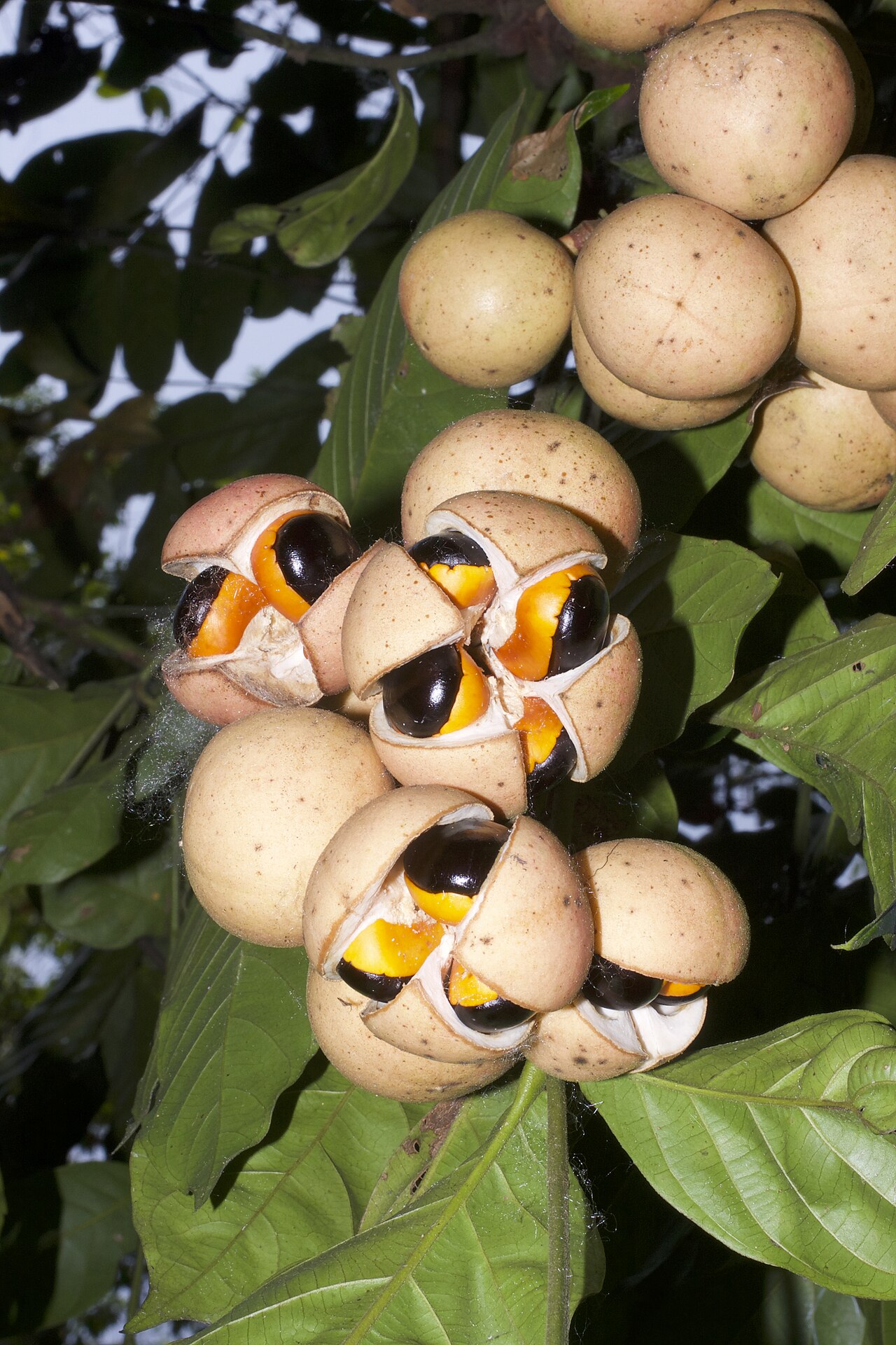 Chisocheton cumingianus: Photo taken in Manas Tiger Reserve, Assam