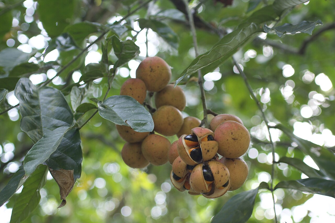 Chisocheton cumingianus: Photo taken in Manas Tiger Reserve, Assam
