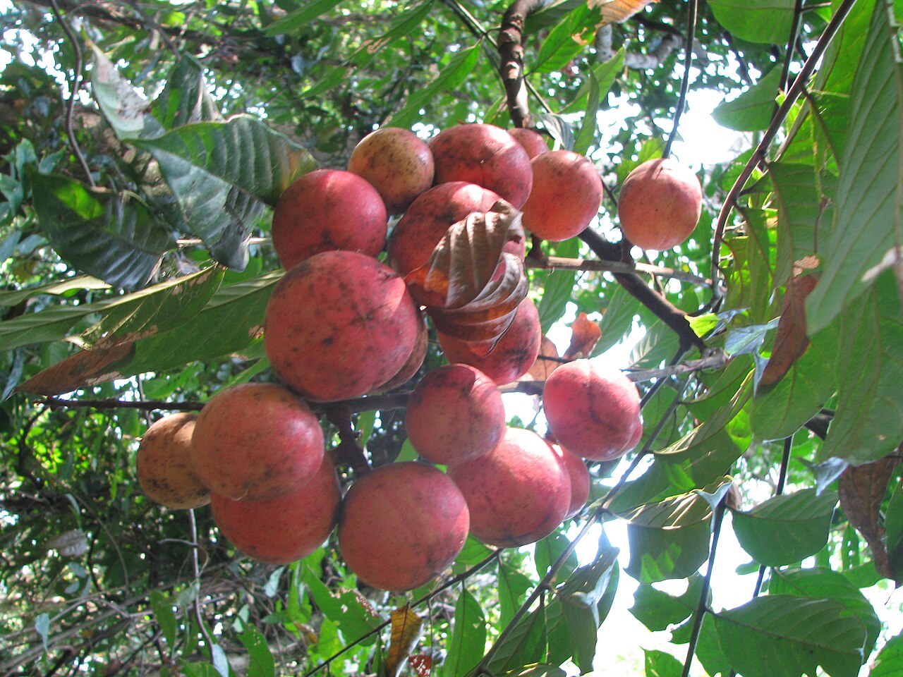 Chisocheton cumingianus: Fruit of Chisocheton paniculatus