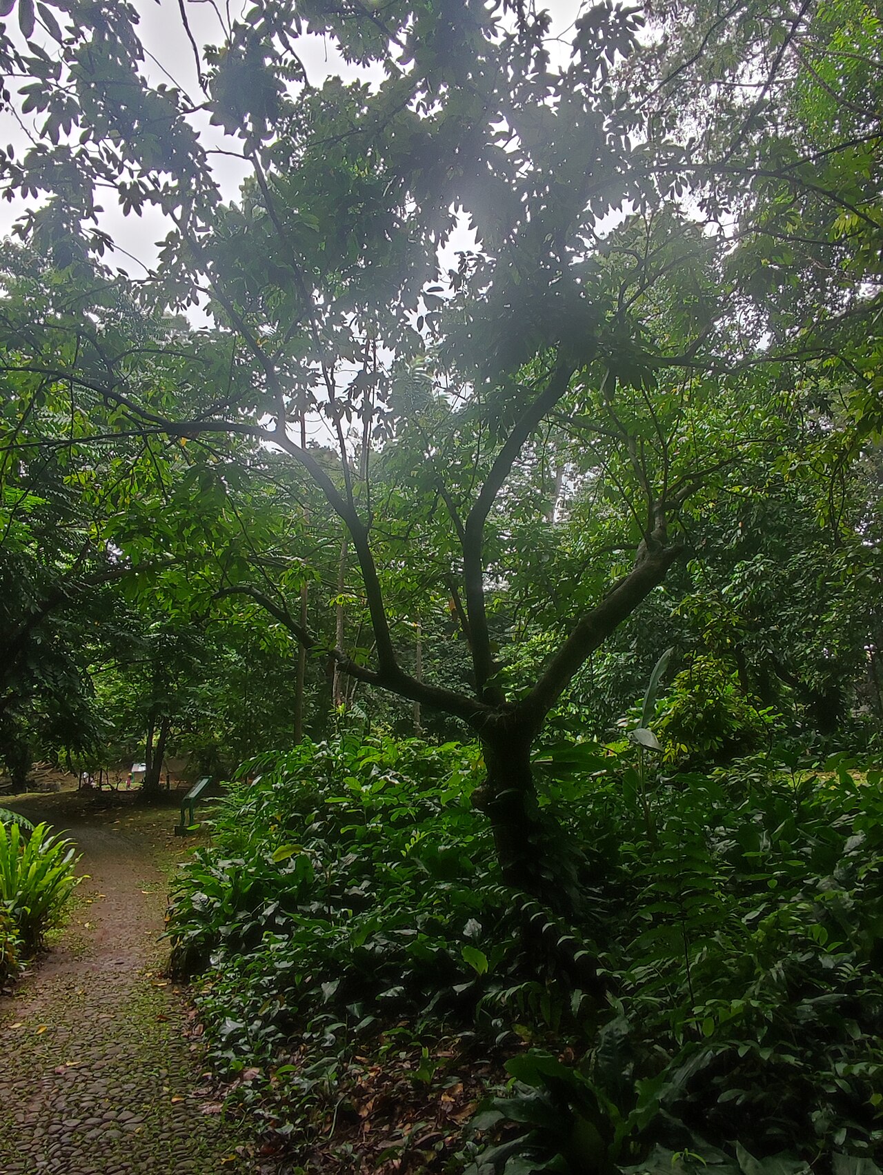 Chisocheton longistipitatus: Chisocheton longistipitatus di Kebun Raya Bogor, Jawa Barat, Indonesia