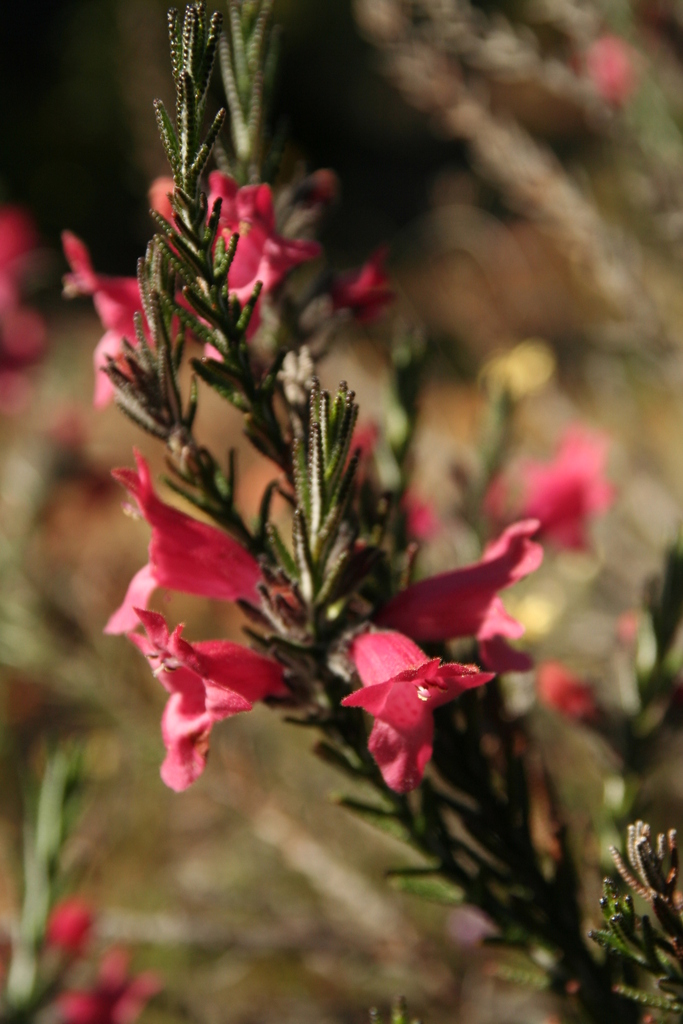 Chloanthes coccinea (Chloanthes coccinea)