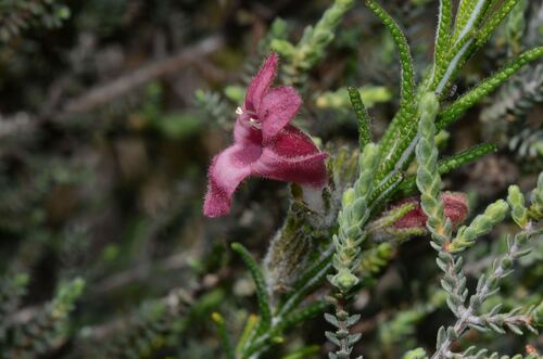 Chloanthes coccinea (Chloanthes coccinea)
