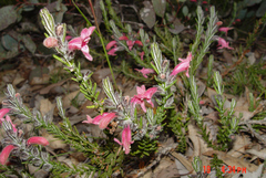 Chloanthes coccinea (Chloanthes coccinea)