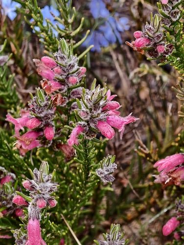 Chloanthes coccinea (Chloanthes coccinea)