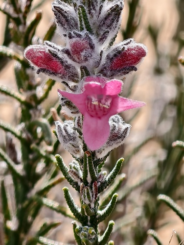 Chloanthes coccinea (Chloanthes coccinea)