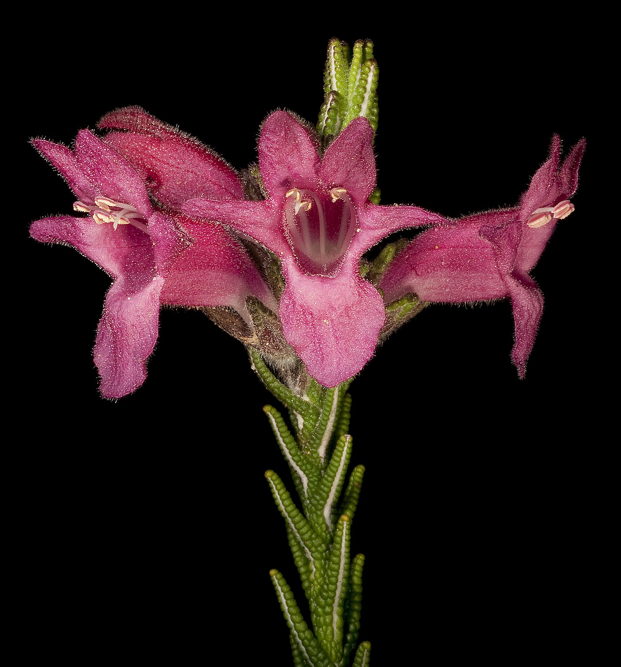 Chloanthes coccinea: Chloanthes cocinea