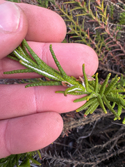 Chloanthes coccinea (Chloanthes coccinea)