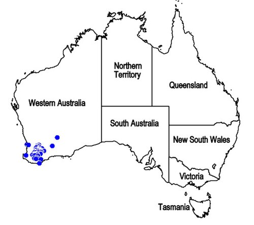 Chloanthes coccinea: Distribución de Chloanthes coccinea , endemismo de Western Australia.