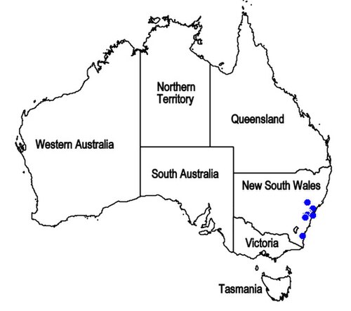 Chloanthes glandulosa: Mapa de distribución geográfica de Chloanthes glandulosa , endemismo del Estado de New South Wales, Australia.