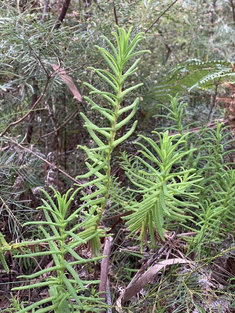 Chloanthes glandulosa (Chloanthes glandulosa)
