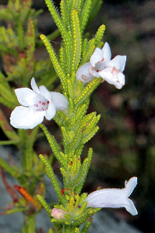 Chloanthes parviflora: Chloanthes parviflora en la Carnarvon Station Reserve, Murweh, Queensland, Australia.