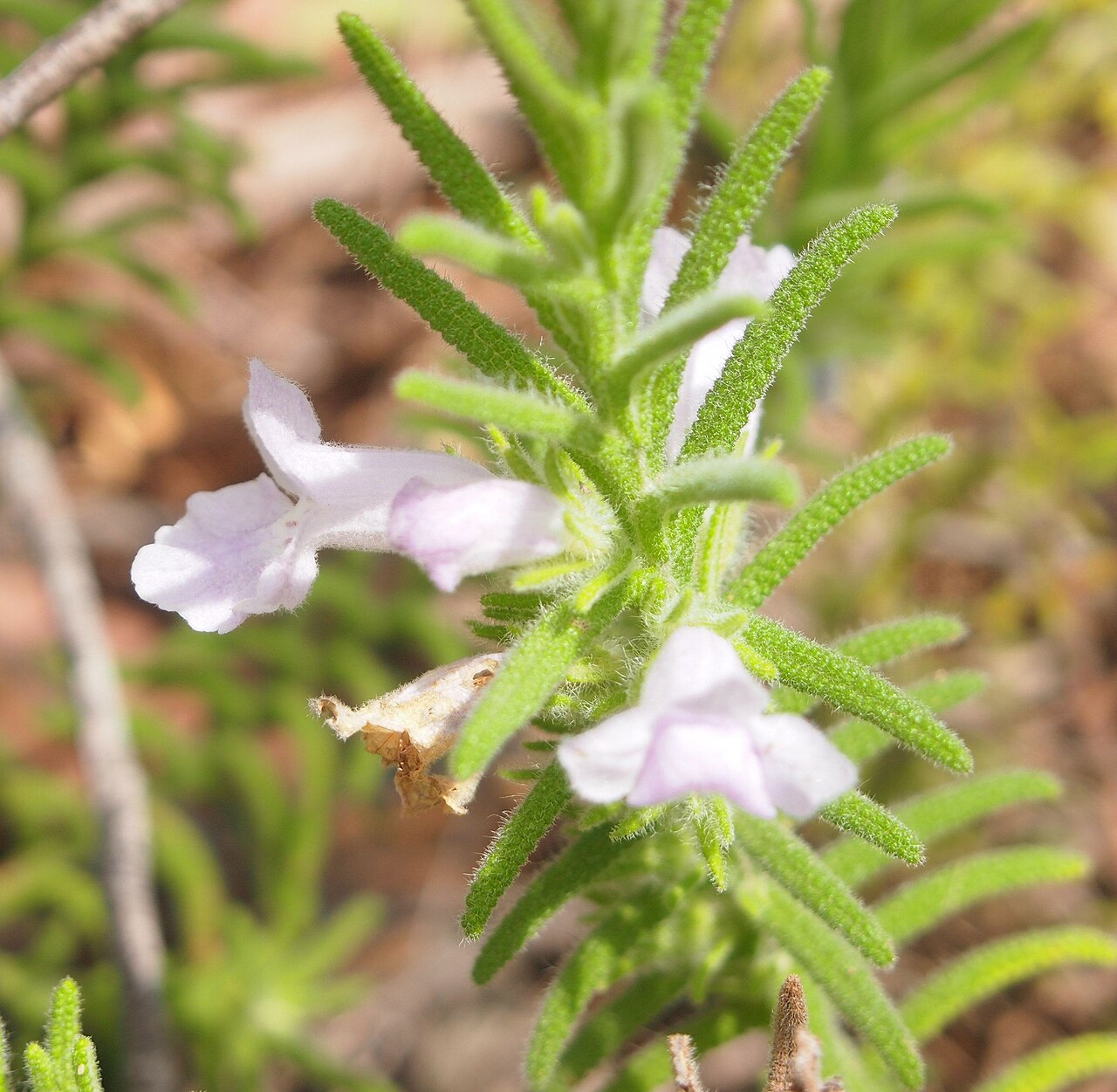 Chloanthes parviflora: Chloanthes parviflora flower
