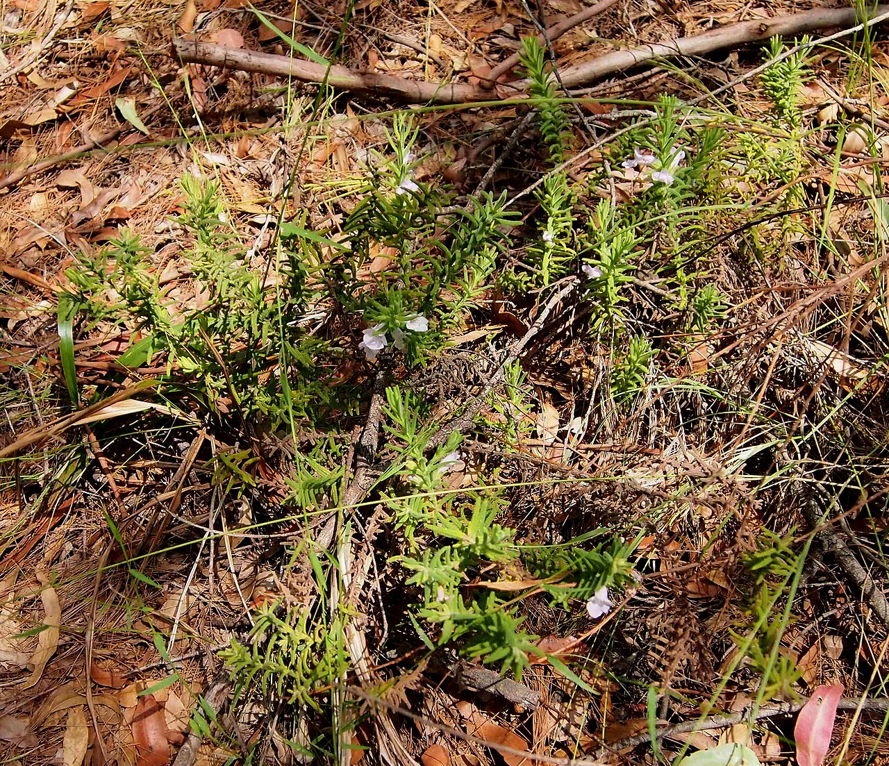 Chloanthes parviflora: Chloanthes parviflora