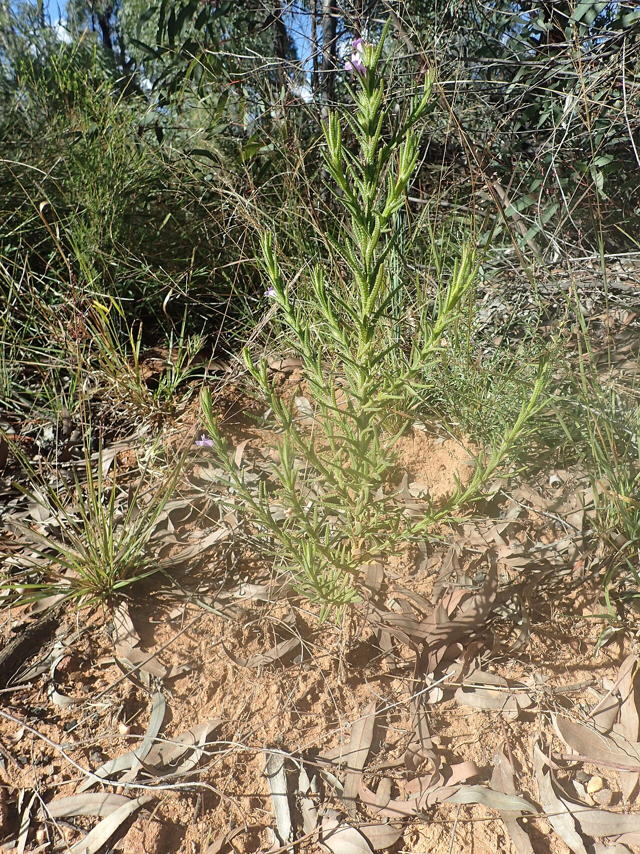 Chloanthes parviflora: Chloanthes parviflora in the Pilliga Flora Reserve, near the Sandstone Caves