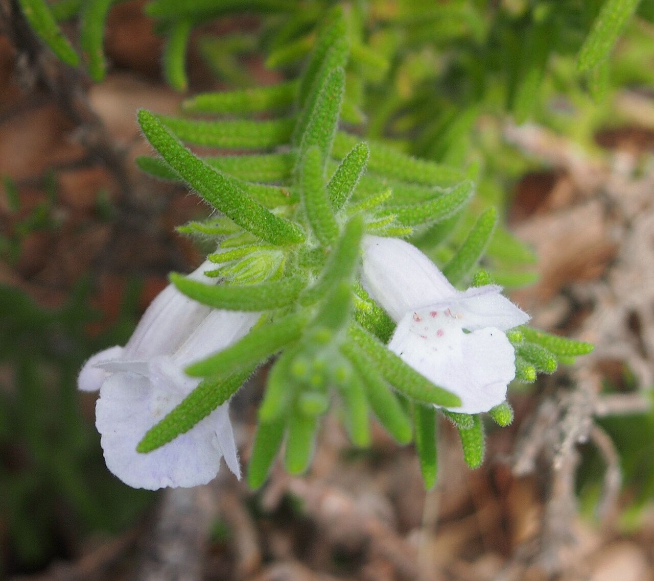 Chloanthes parviflora: Chloanthes parviflora flowers