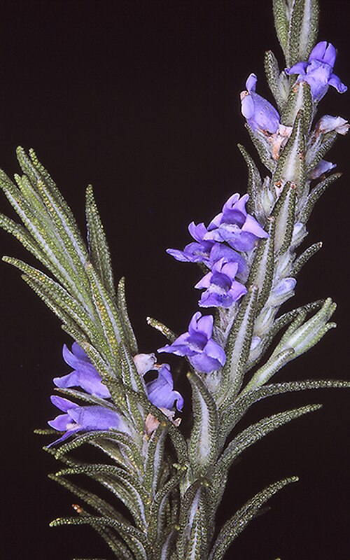 Chloanthes parviflora: Chloanthes parviflora en el Wadbilliga National Park, New South Wales, Australia.
