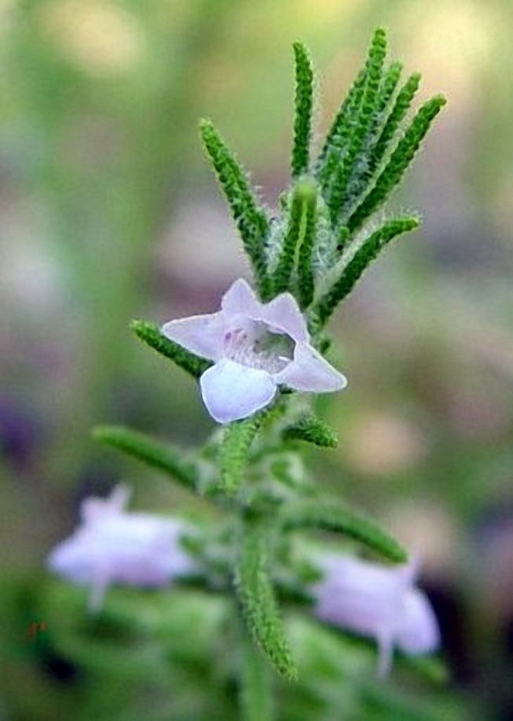 Chloanthes parviflora: Chloanthes parviflora en Tinnanbar Road, Tinnanbar, Fraser Coast, Queensland, Australia.