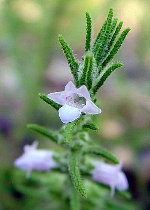 Chloanthes parviflora: Chloanthes parviflora en Tinnanbar Road, Tinnanbar, Fraser Coast, Queensland, Australia.