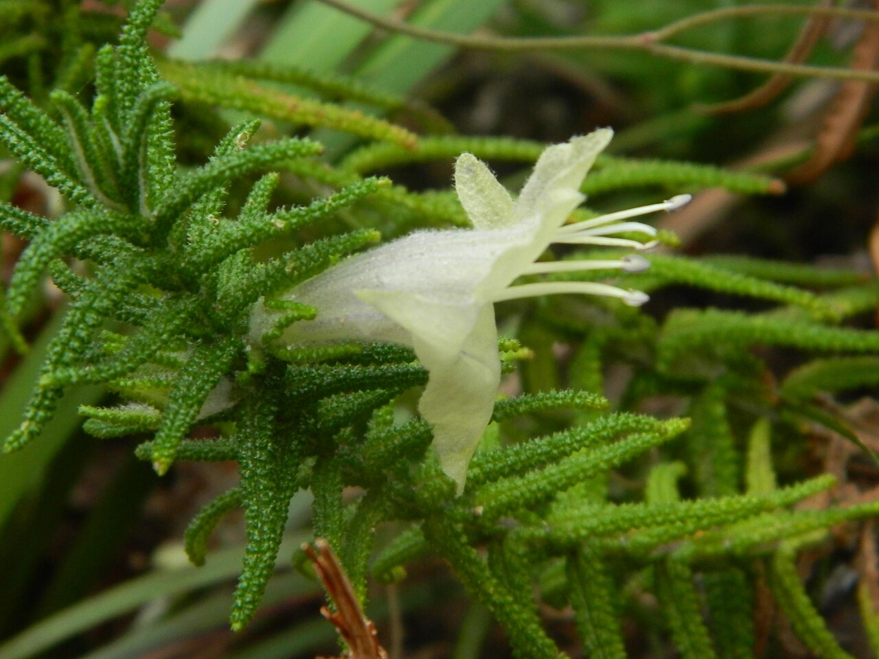 Chloanthes stoechadis: Chloanthes stochaedis