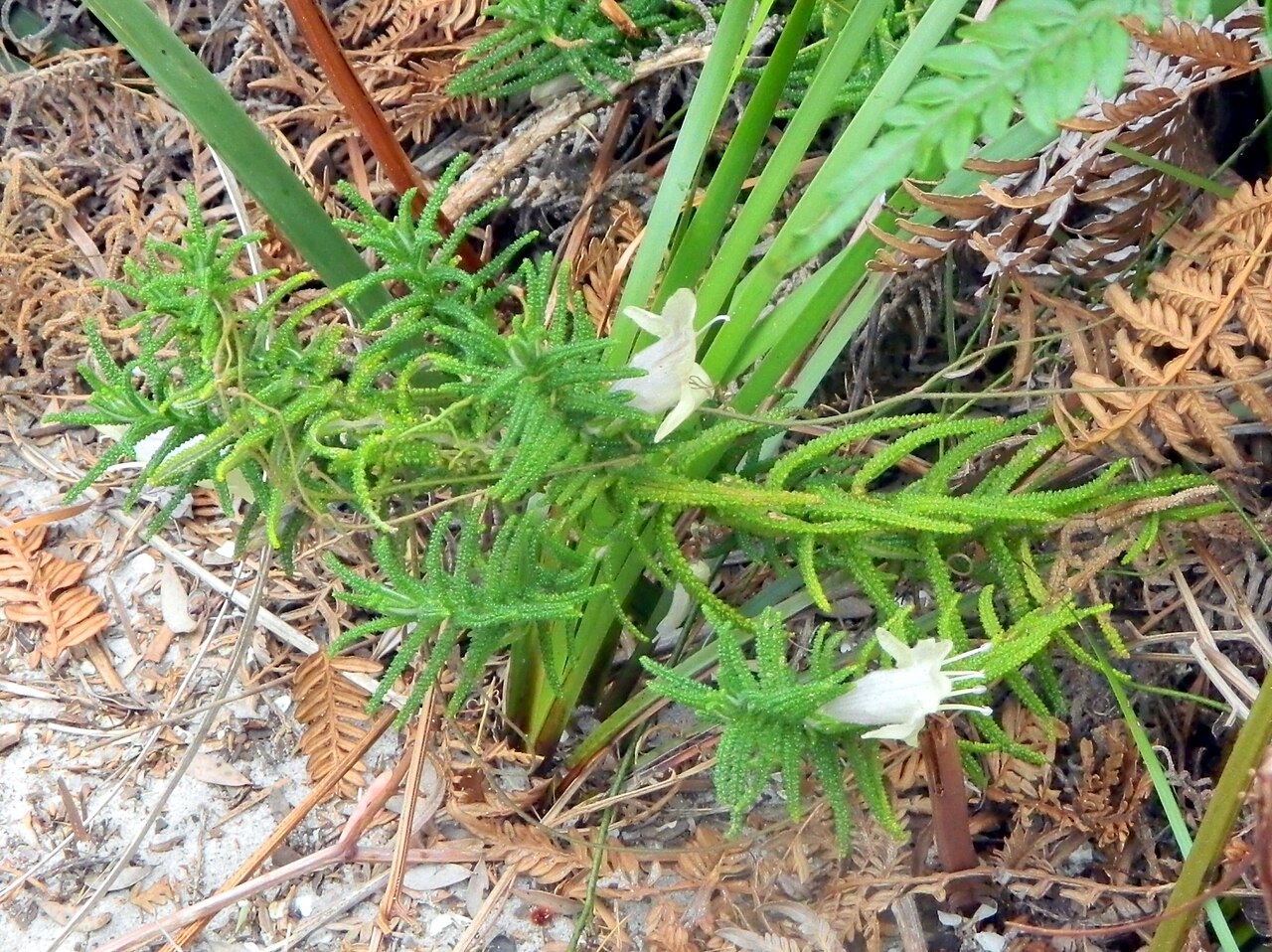 Chloanthes stoechadis: Chloanthes stoechadis